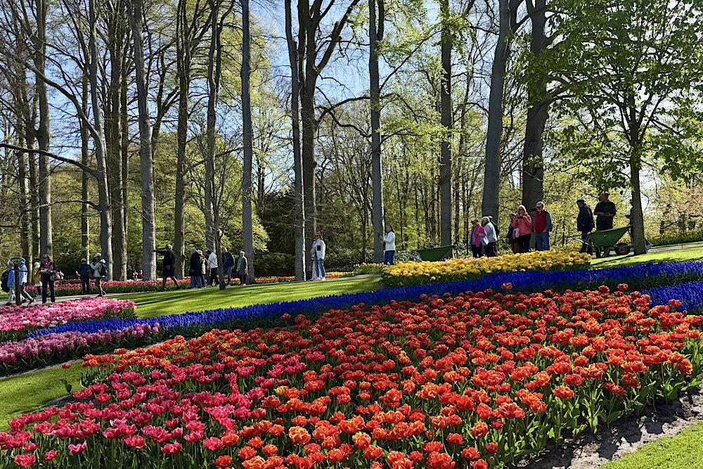 Ogród Keukenhof i tulipany wiosną