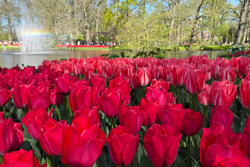 Tulipany kwitnące w Keukenhof w Holandii