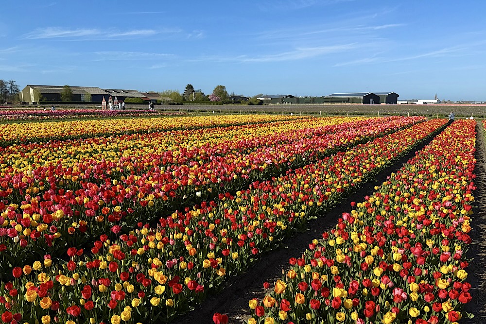 Tulip Experience, pola tulipanów w Holandii