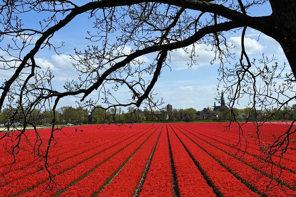 Uprawy tulipanów w Holandii, prywatne pola