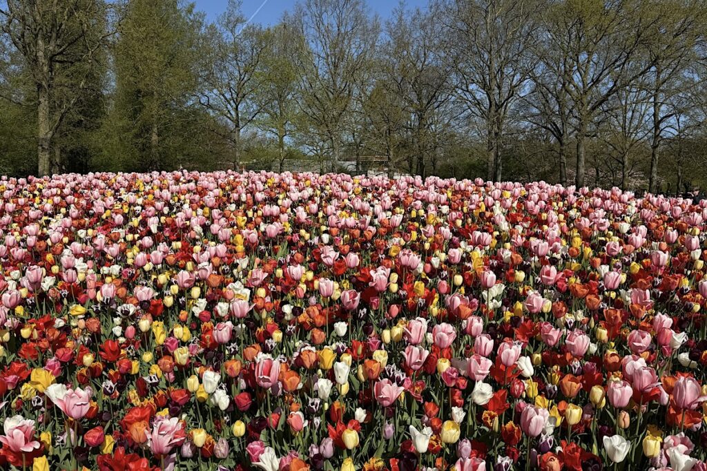 Kolorowe tulipany w Holandii w szczycie kwitnienia