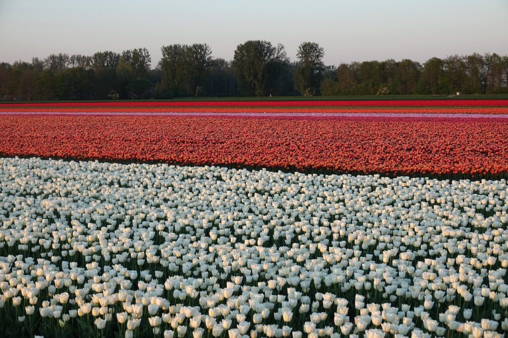 Tulipany w Holandii w regionie Bollenstreek