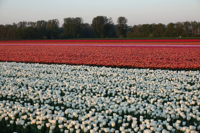 Tulipany w Holandii w regionie Bollenstreek